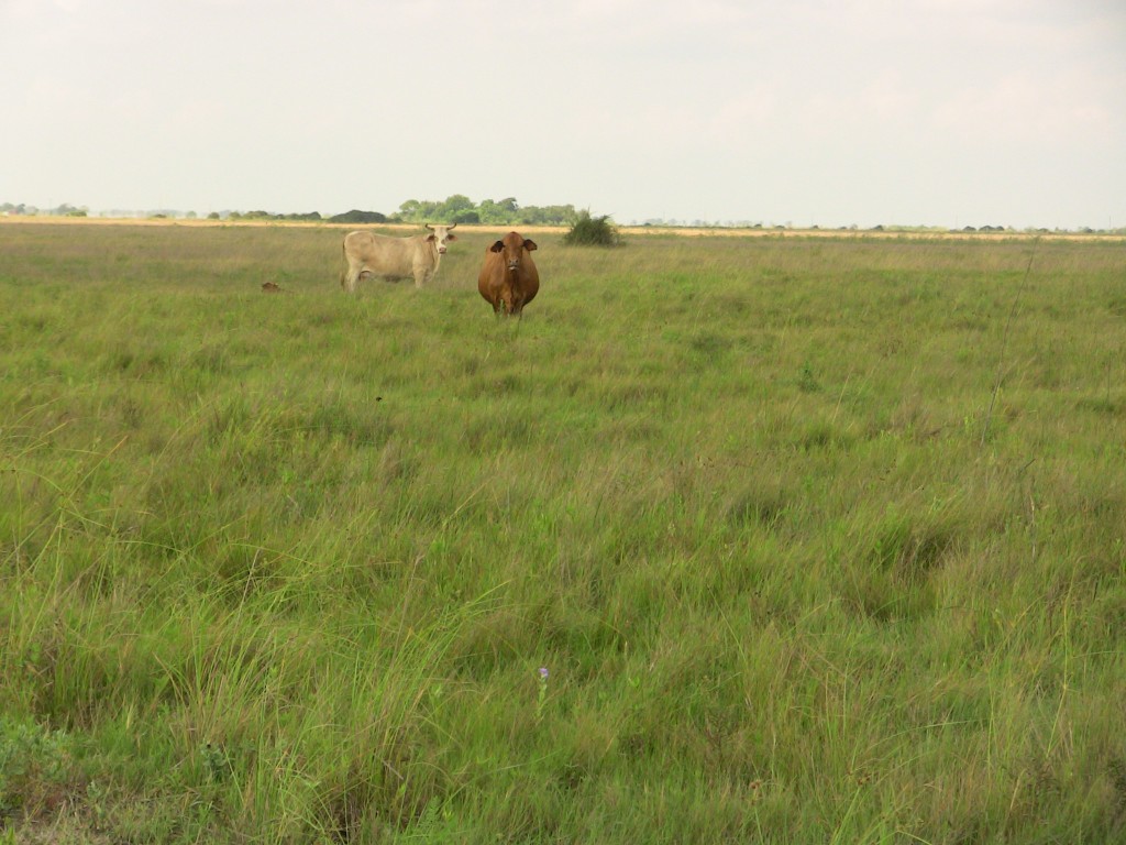 3,400 +/- Acres  Bolling Ranch  Calhoun County