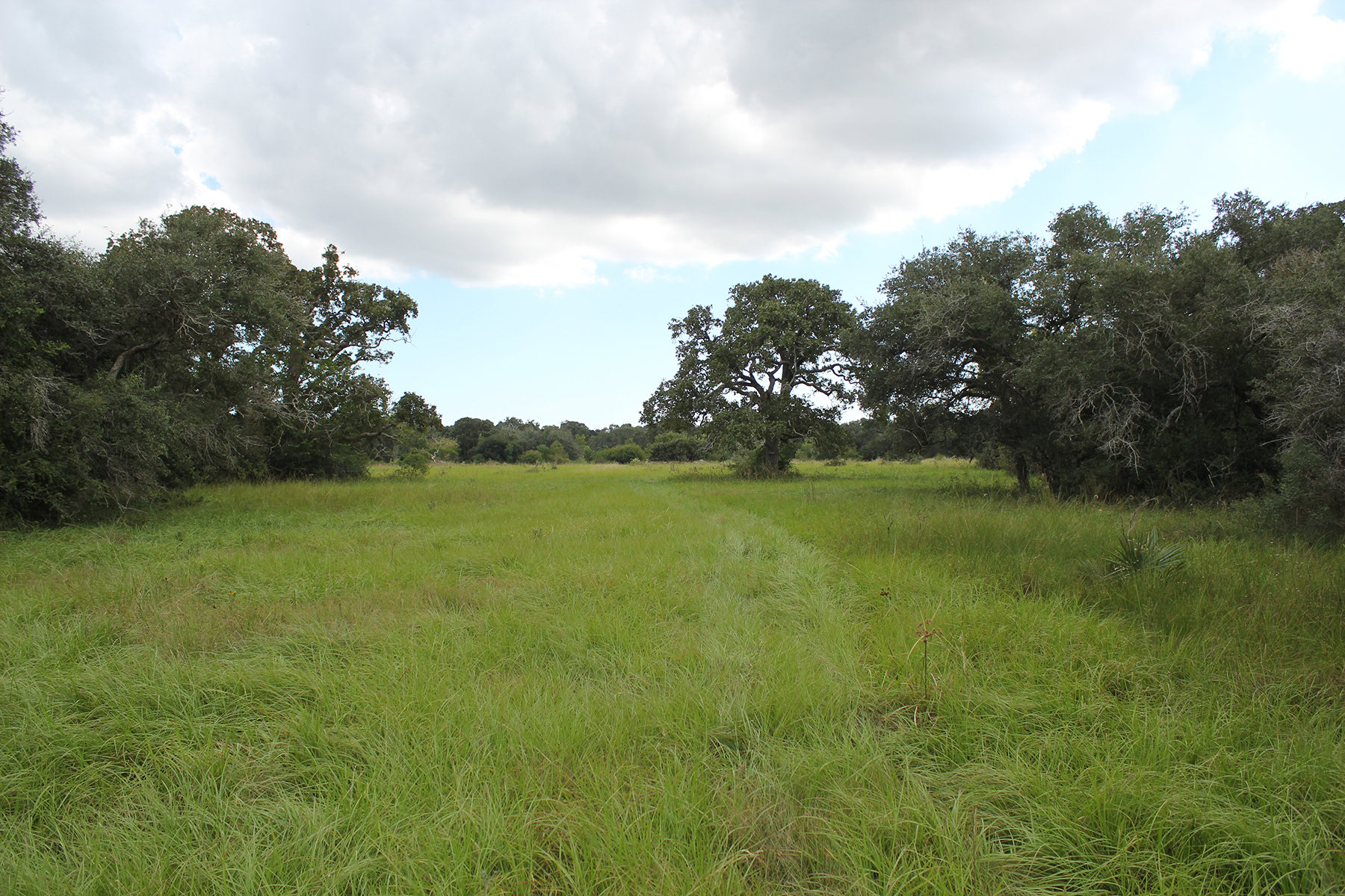 141 Acres For Sale – Francitas Ranch