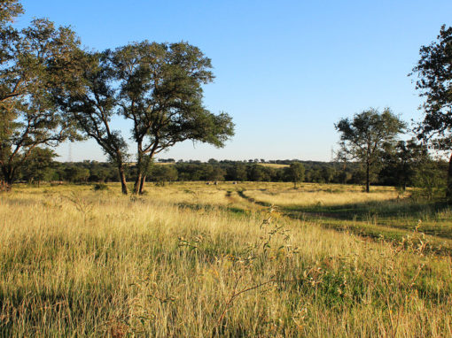 584 Acre Chisholm Creek Ranch – SOLD!!