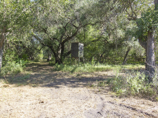 40+/- Acre Live Oak Property-SOLD!